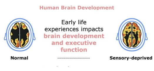 human brain development