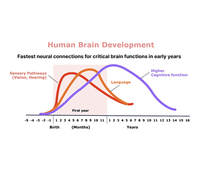 human brain development