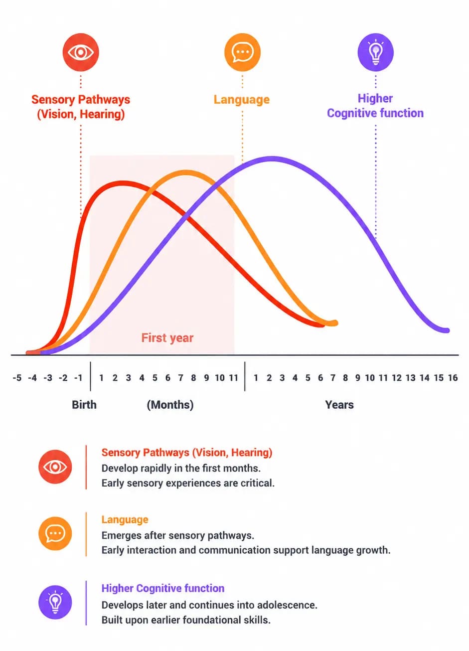 Brain development timeline