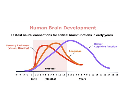 human-brain-development